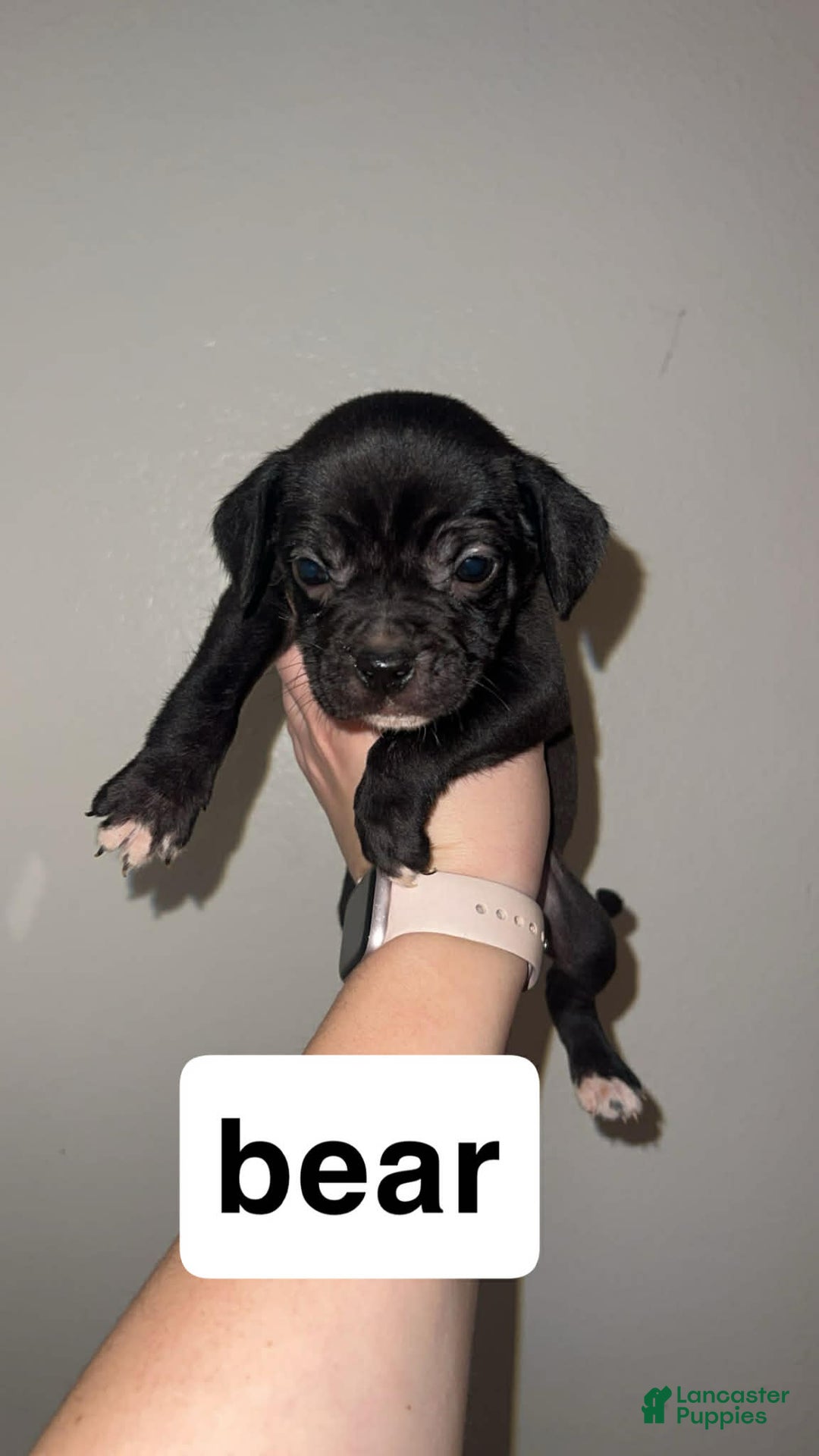 Mixed Breed dogs for sale: Mixed Breed Puppy 4 - Ad 8