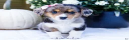 Mixed Breed dogs for sale: Chloe - Ad 3