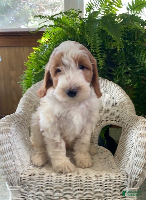 Goldendoodle dogs Mason - Ad 40