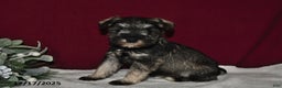 Miniature Schnauzer dogs for sale: Roxy - Ad 4