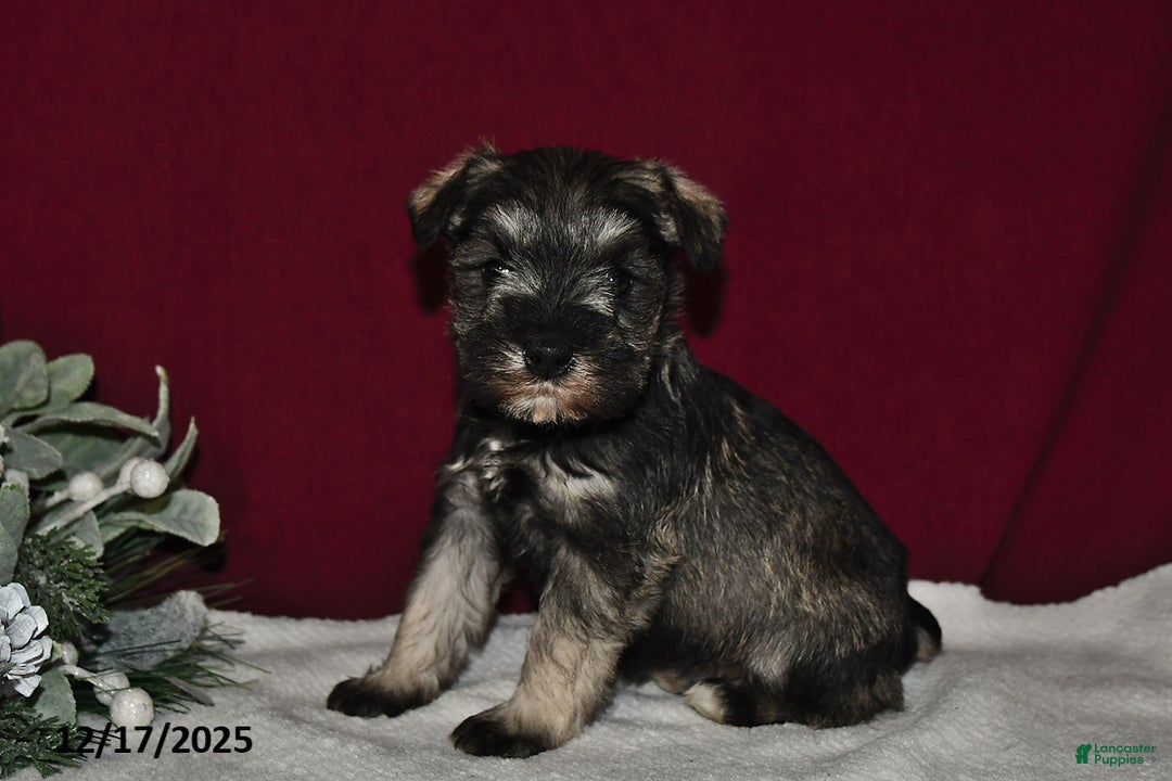 Miniature Schnauzer dogs for sale: Roxy - Ad 4