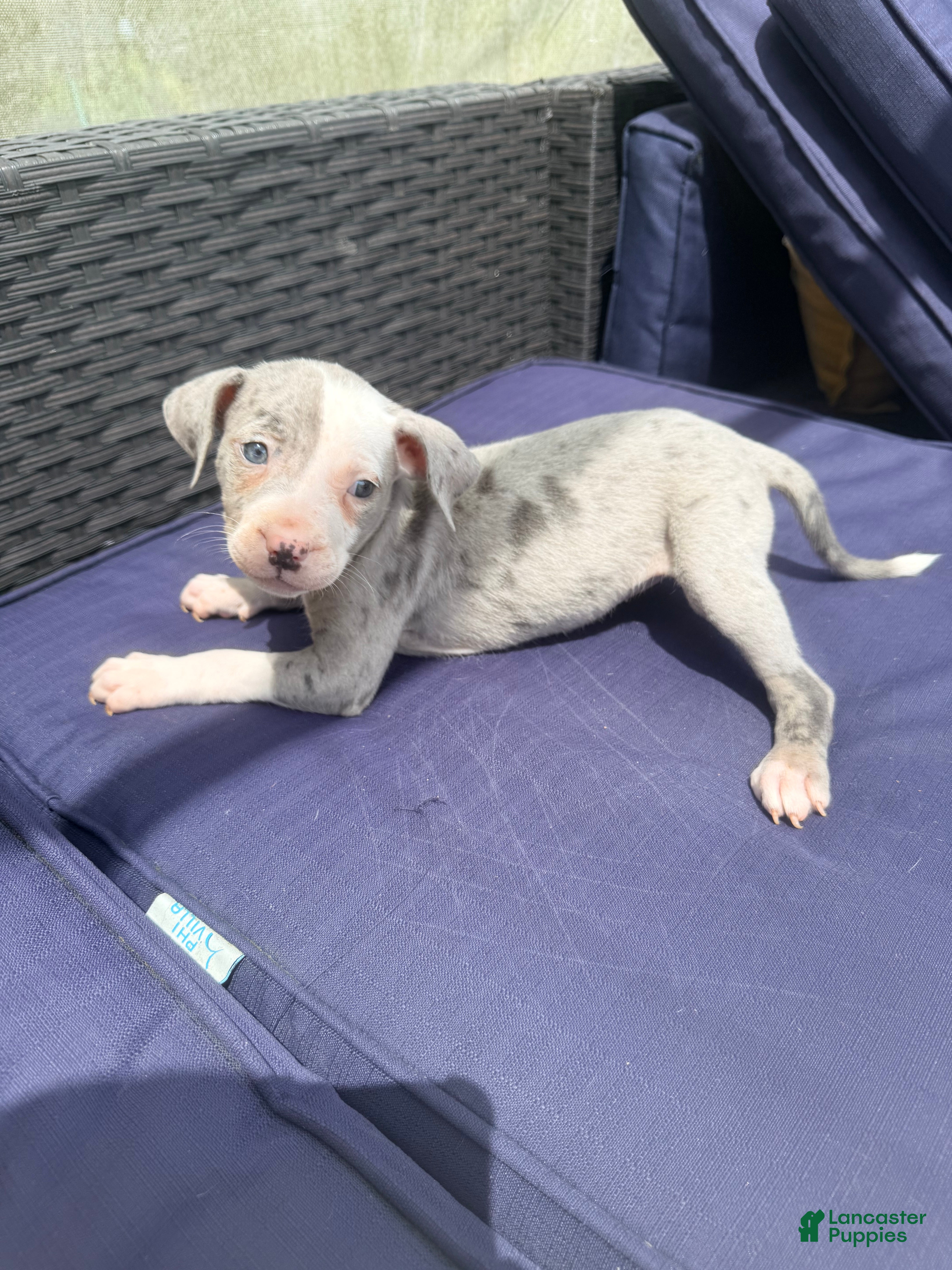 Mixed Breed dogs seven - Ad 1