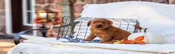 Labrador Retriever dogs for sale: Maverick - Ad 7