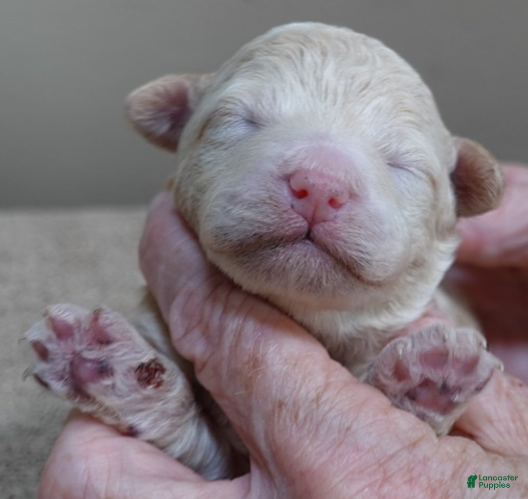 Toy Poodle dogs for sale: Toy Poodle Puppy 1 - Ad 4