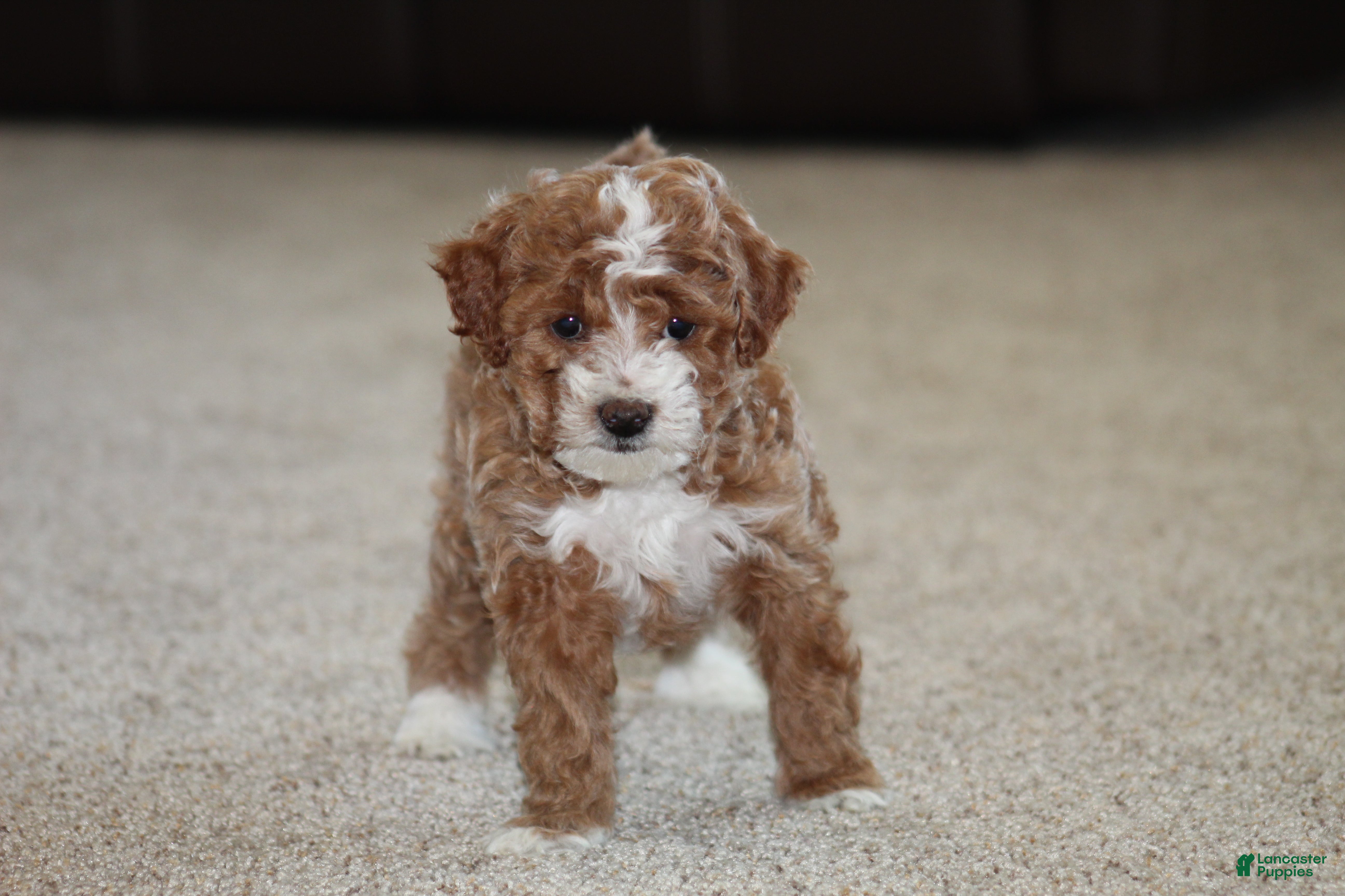 Bichpoo dogs Bailey - Ad 2