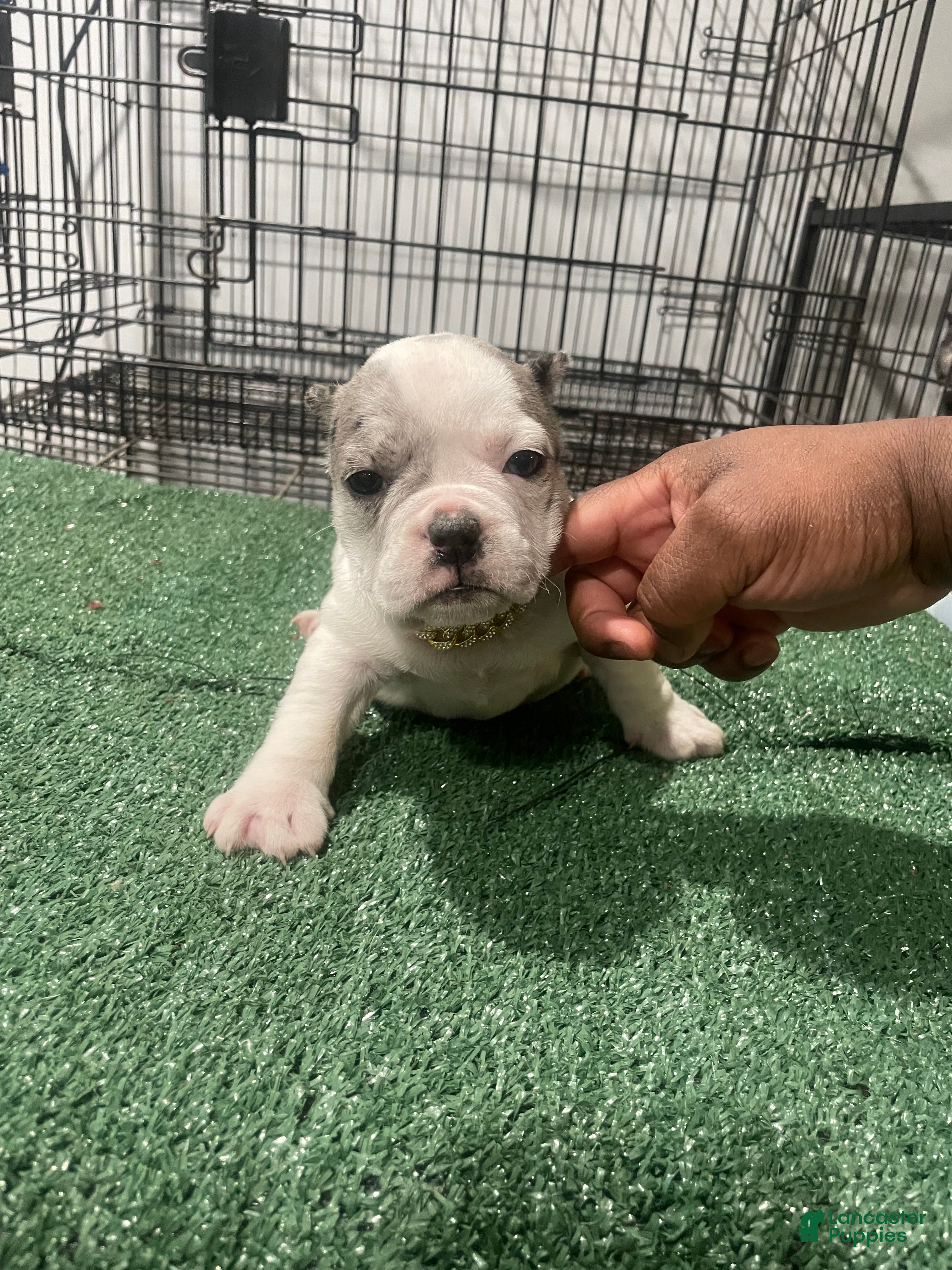 American buldogue filhote de cachorro retrato olhando para cima isolado em  um branco b — Foto © Miraswonderland #142572967, image size:3024x4032