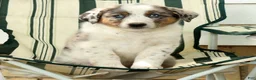 Australian Shepherd dogs for sale: Jasper - Ad 7