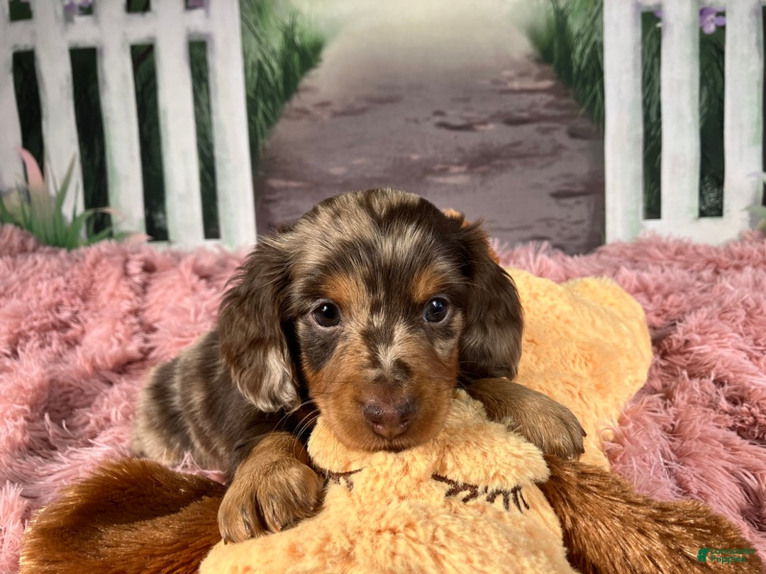 Miniature Dachshund dogs for sale: AKC-Becca - Ad 10