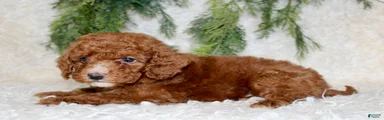 Miniature Poodle 3