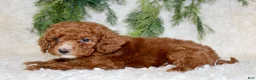 Miniature Poodle dogs for sale: Miniature Poodle 3 - Ad 1