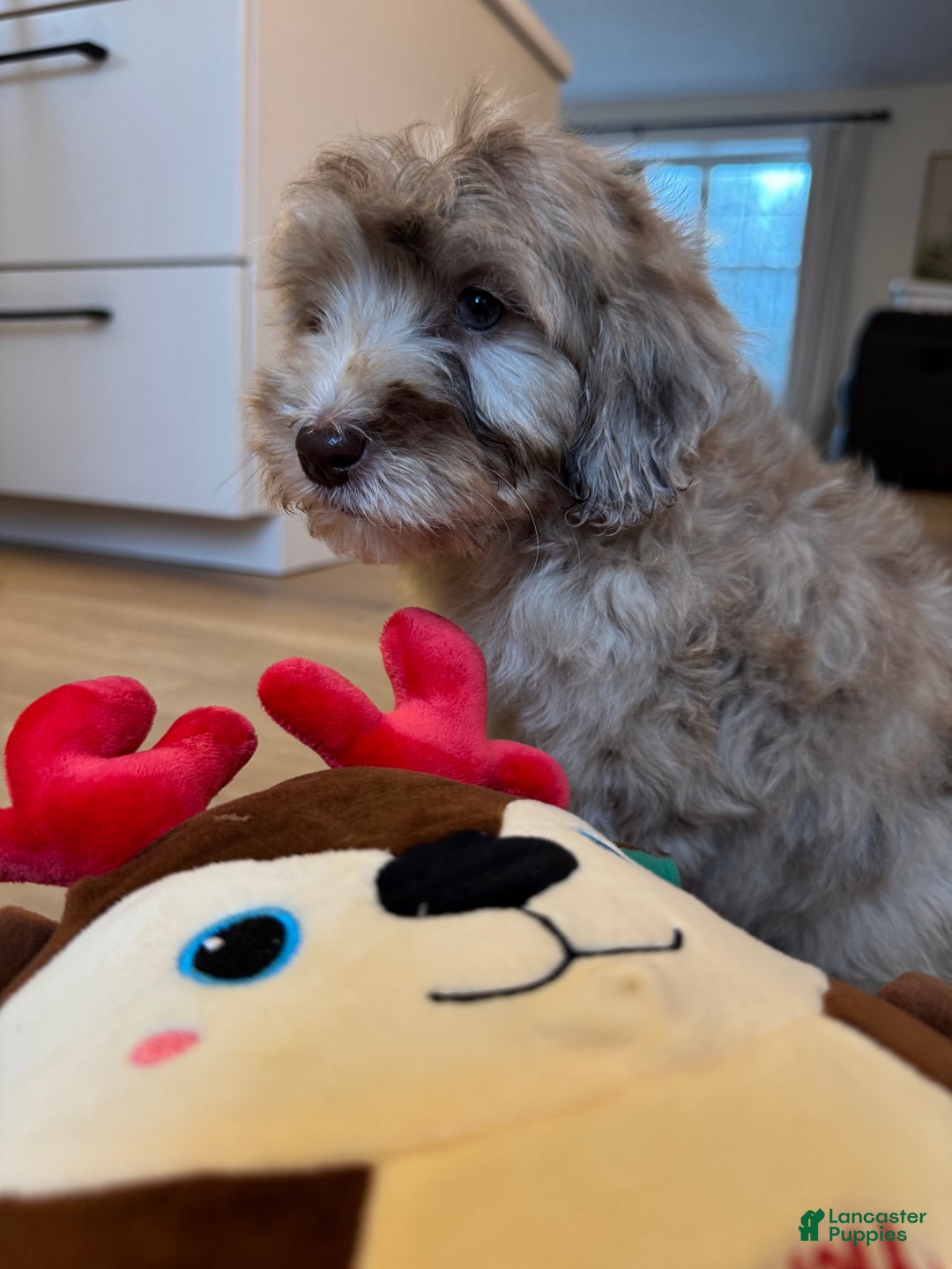 Mini Goldendoodle dogs for sale: Daisy - Ad 1