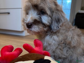 Mini Goldendoodle dogs for sale: Daisy - Ad 1