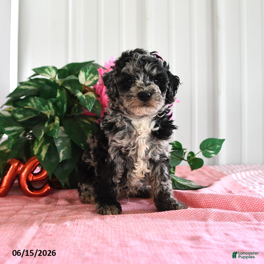 Miniature Poodle dogs Buster - Ad 2