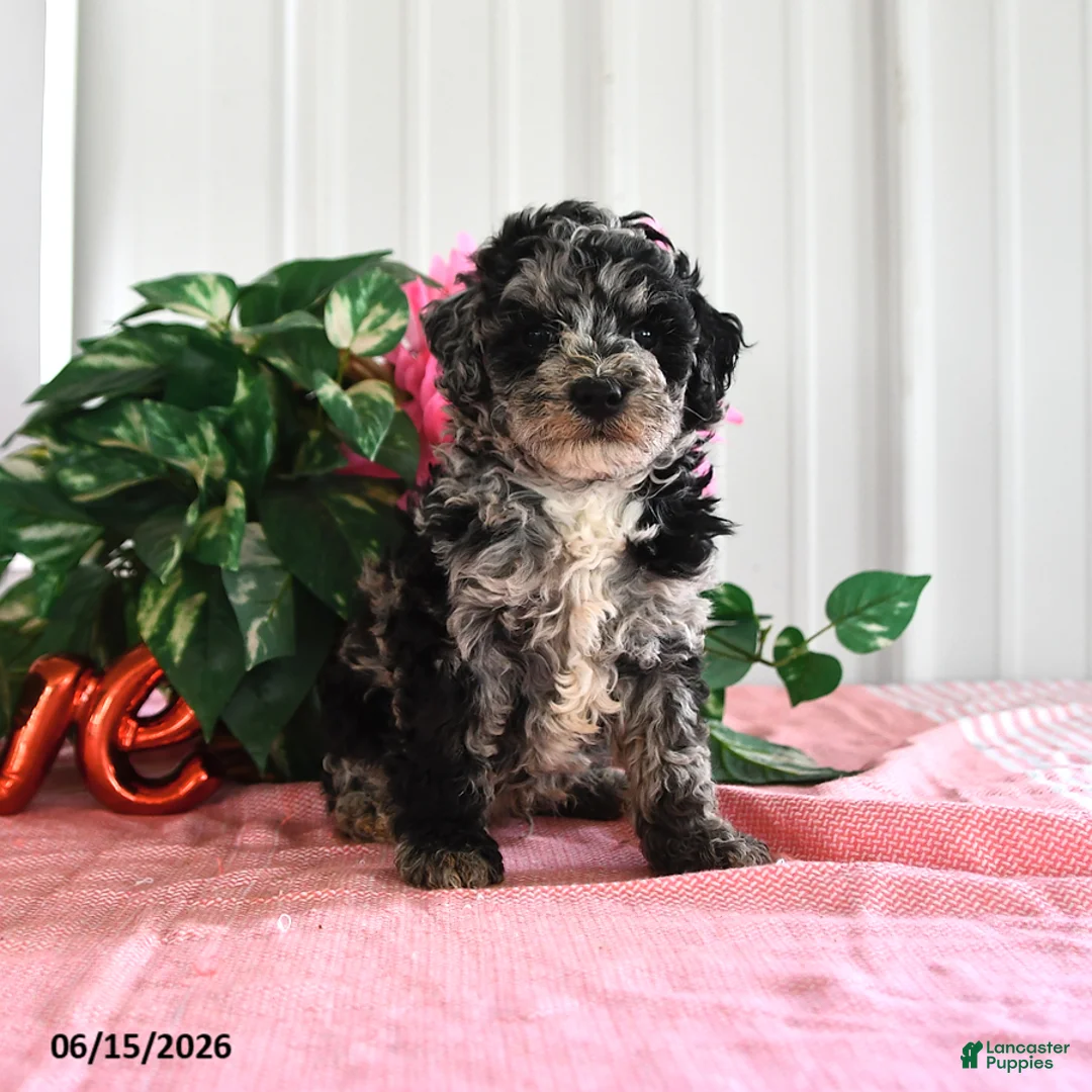 Miniature Poodle dogs for sale: Buster - Ad 2