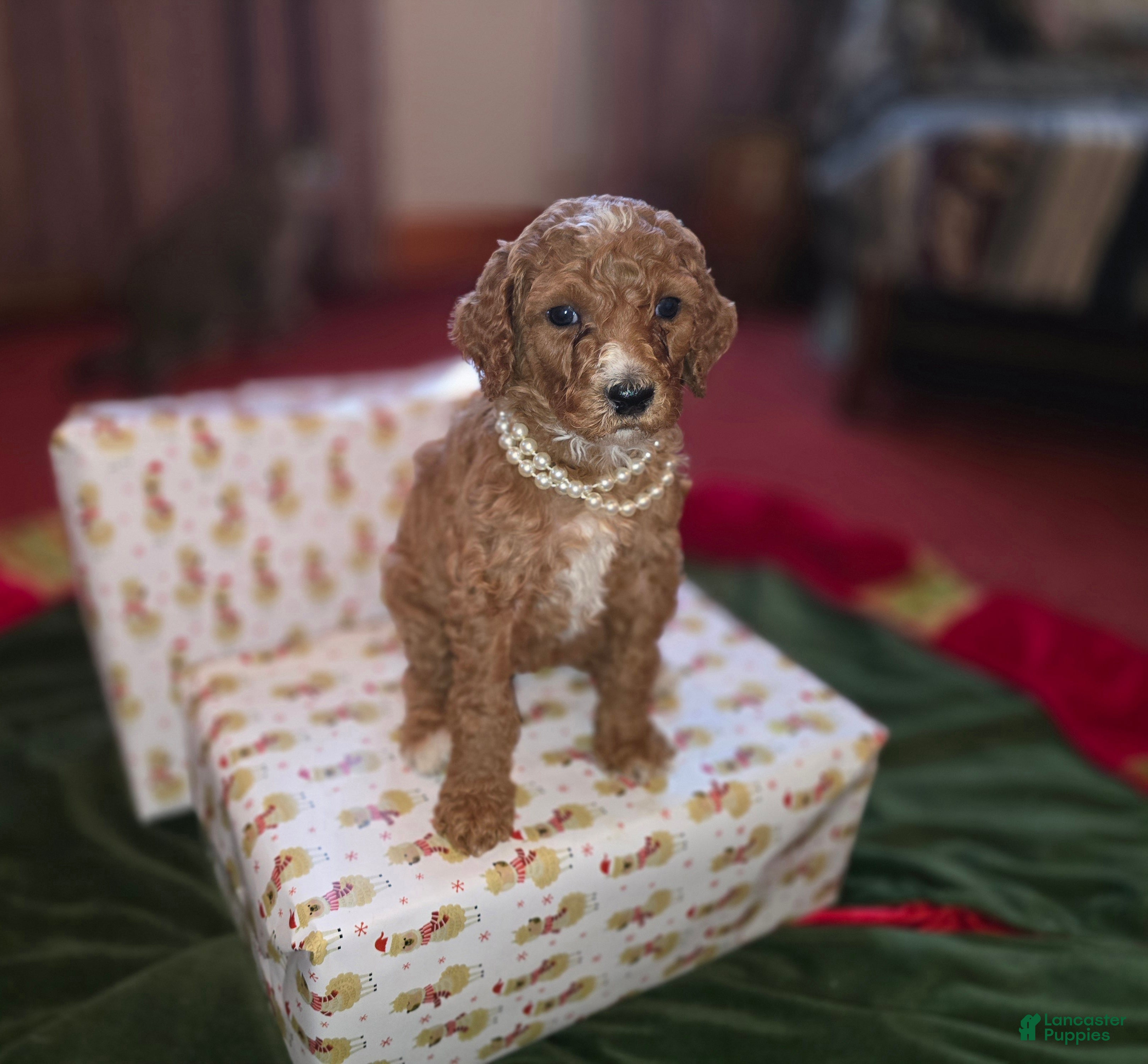 Standard Poodle dogs Lily - Ad 20