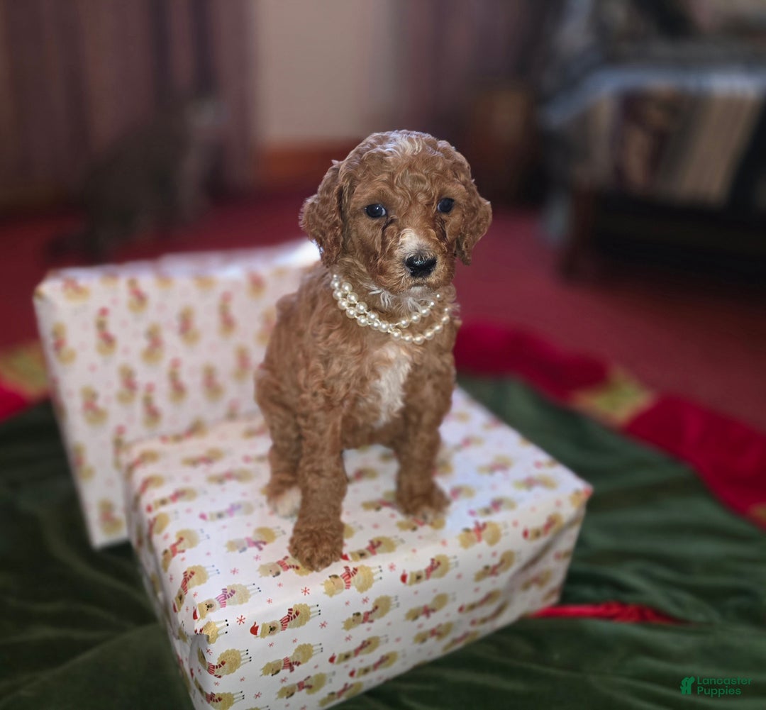 Standard Poodle dogs for sale: Lily - Ad 1