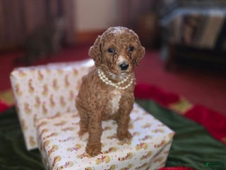 Standard Poodle dogs Lily - Ad 12