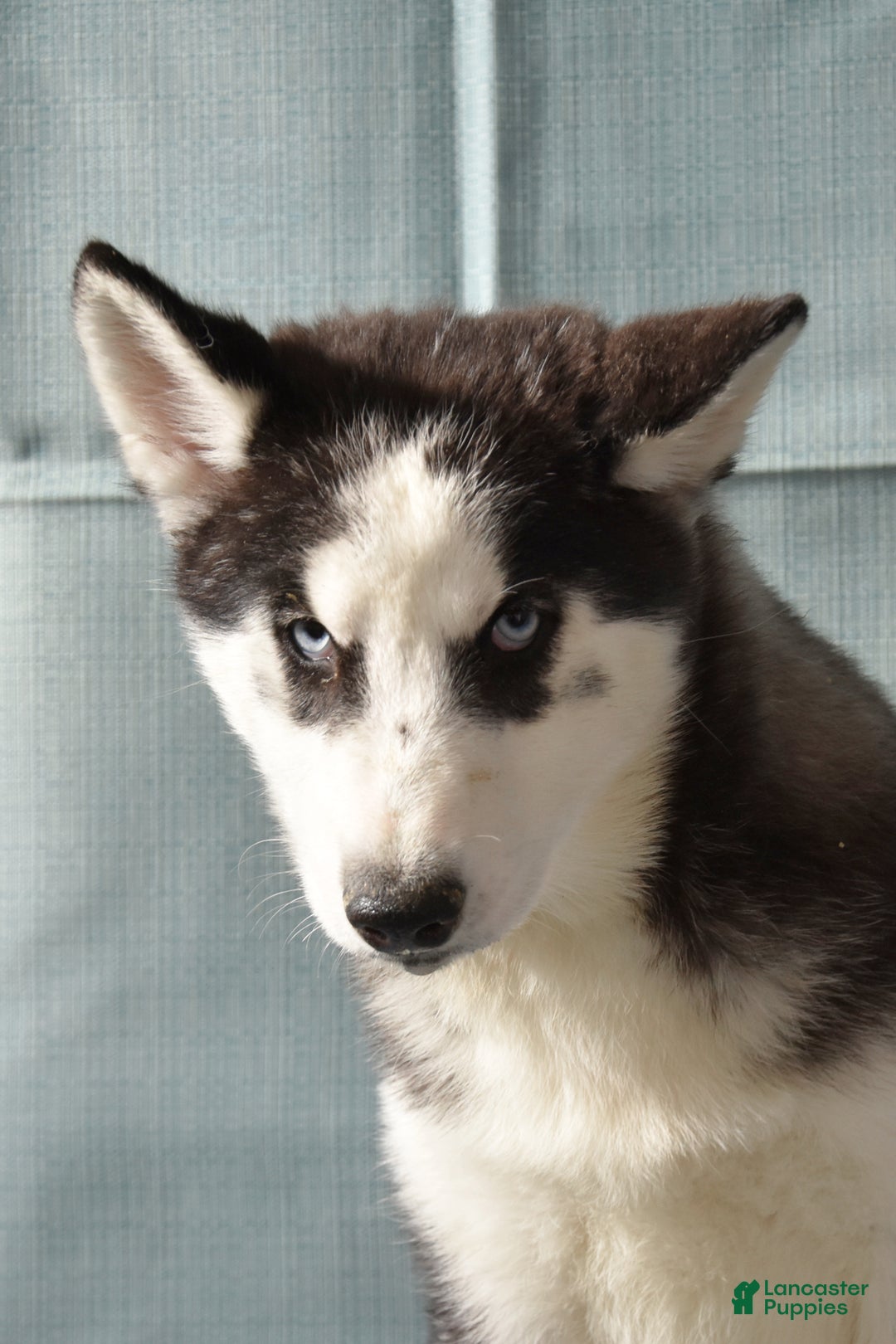 Siberian Husky dogs for sale: Anna Bell - Ad 3