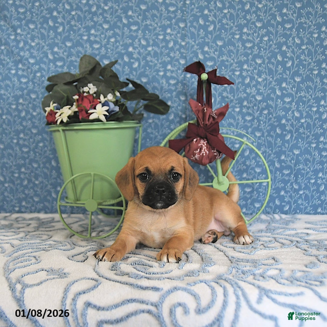 Puggle dogs for sale: Karmel - Ad 4