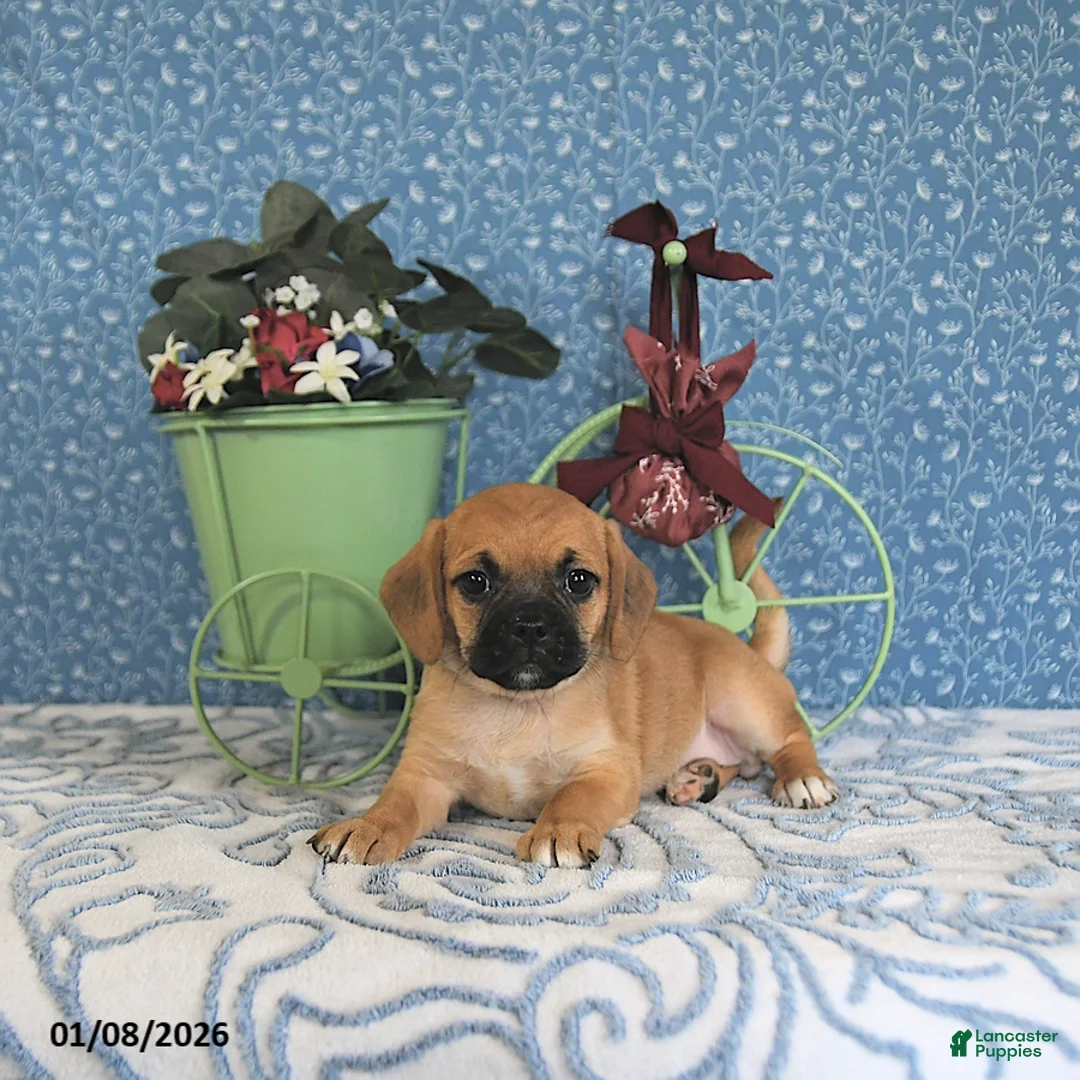 Puggle dogs for sale: Karmel - Ad 9