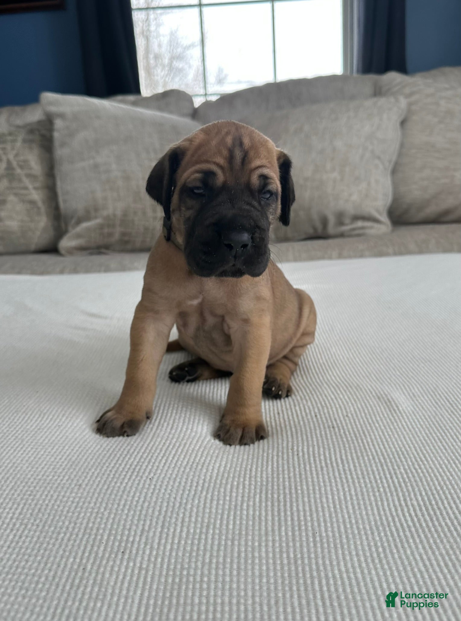 Great Dane dogs Gray Collar - Ad 5