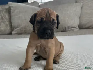 Great Dane dogs Gray Collar - Ad 5