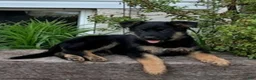 German Shepherd dogs for sale: Roxy  - Ad 1