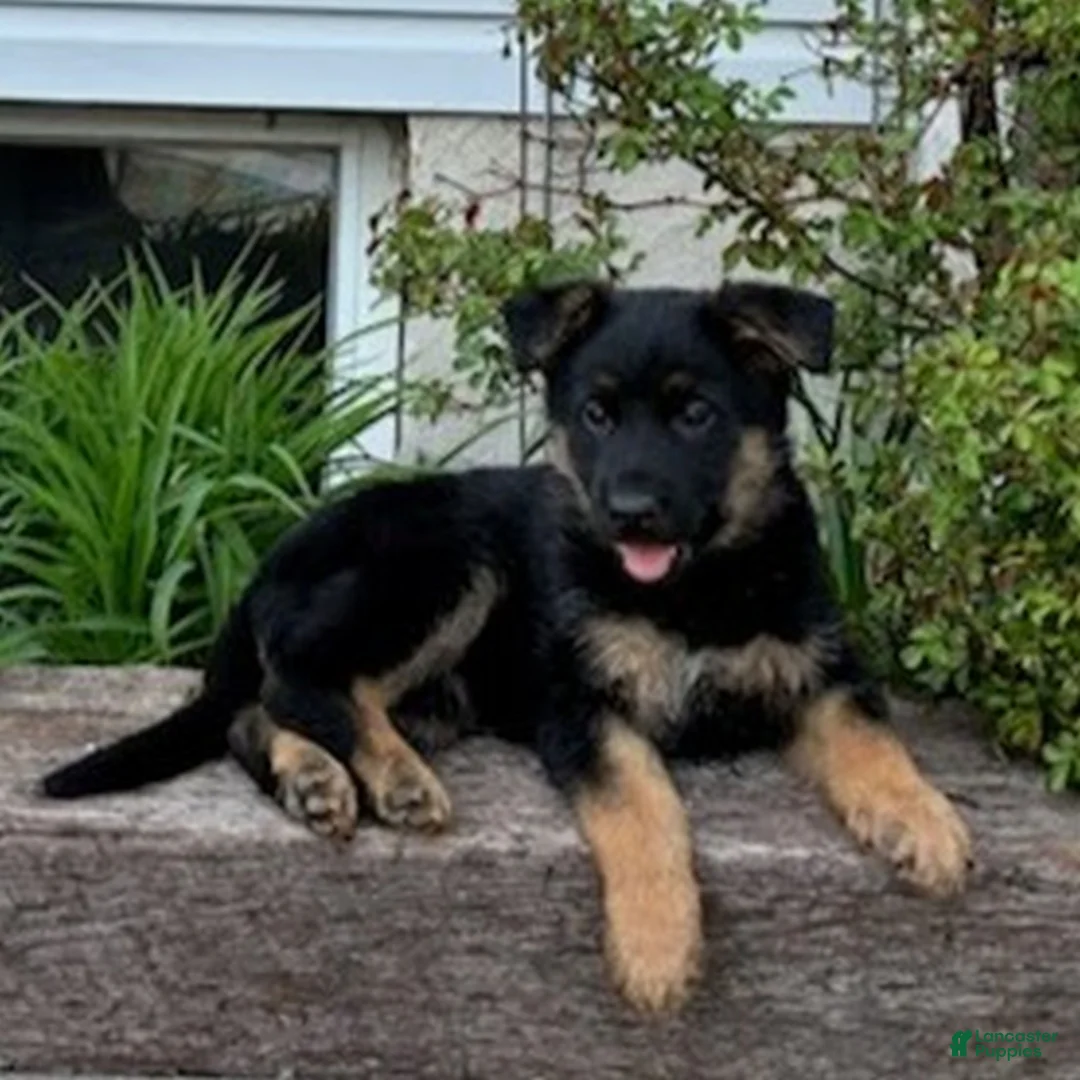 German Shepherd dogs for sale: Roxy  - Ad 1