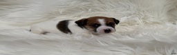 Jack Russell Terrier dogs for sale: Chloe number 1 - Ad 1