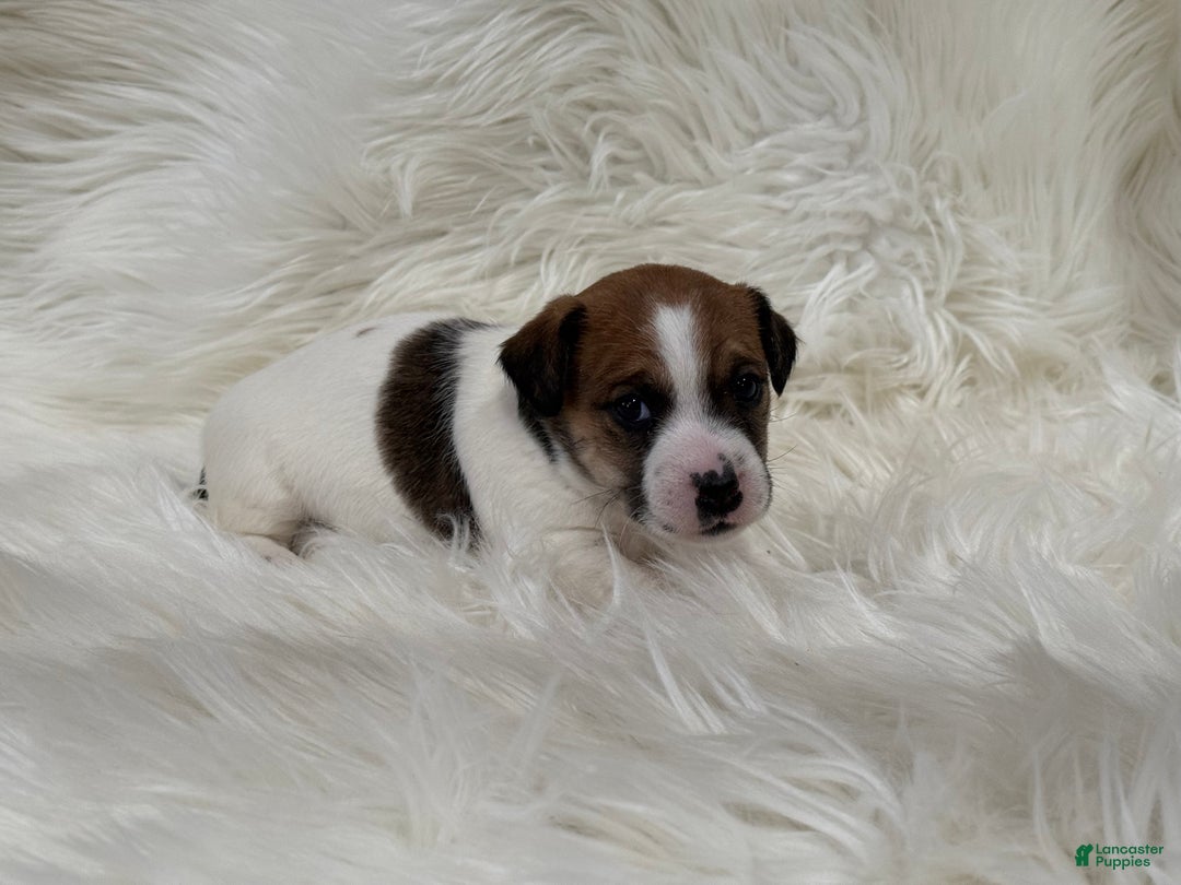Jack Russell Terrier dogs for sale: Chloe number 1 - Ad 1