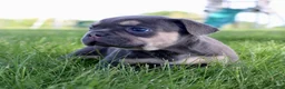 French Bulldog dogs for sale: Maxine - Ad 5