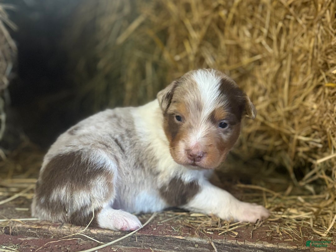 Australian Shepherd dogs for sale: Lincoln - Ad 5