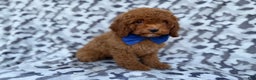 Cockapoo dogs for sale: Stocking - Ad 5