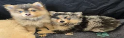 Pomsky dogs for sale: Merle boy - Ad 2