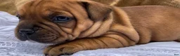 Staffordshire Bull Terrier dogs for sale: Tella - Ad 3