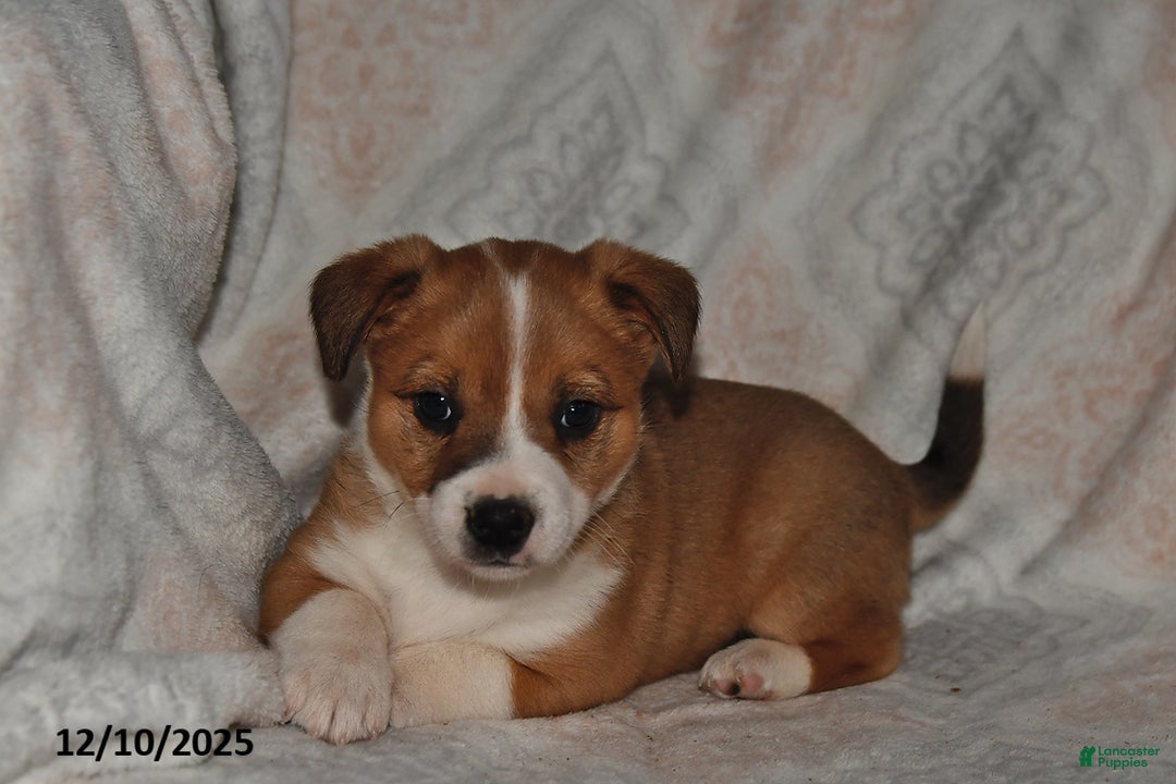 Mixed Breed dogs for sale: Jade - Ad 4