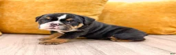 English Bulldog dogs for sale: Callum - Ad 3