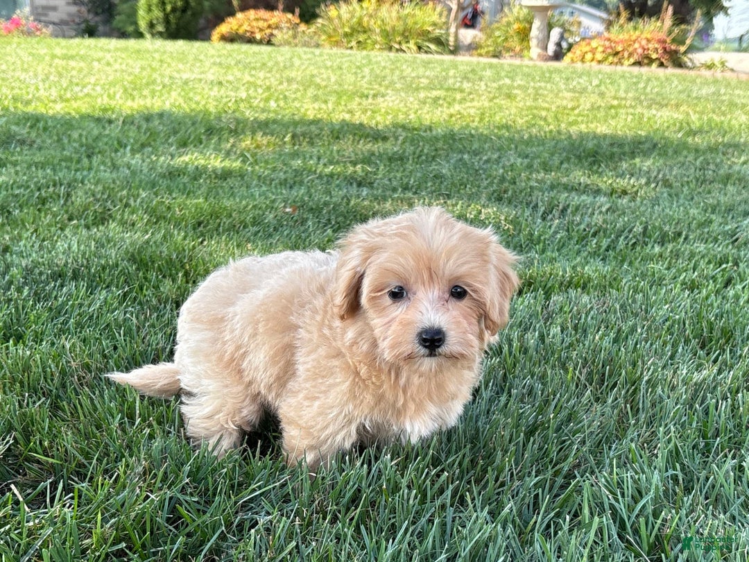 Maltipoo dogs for sale: Cutie - Ad 5