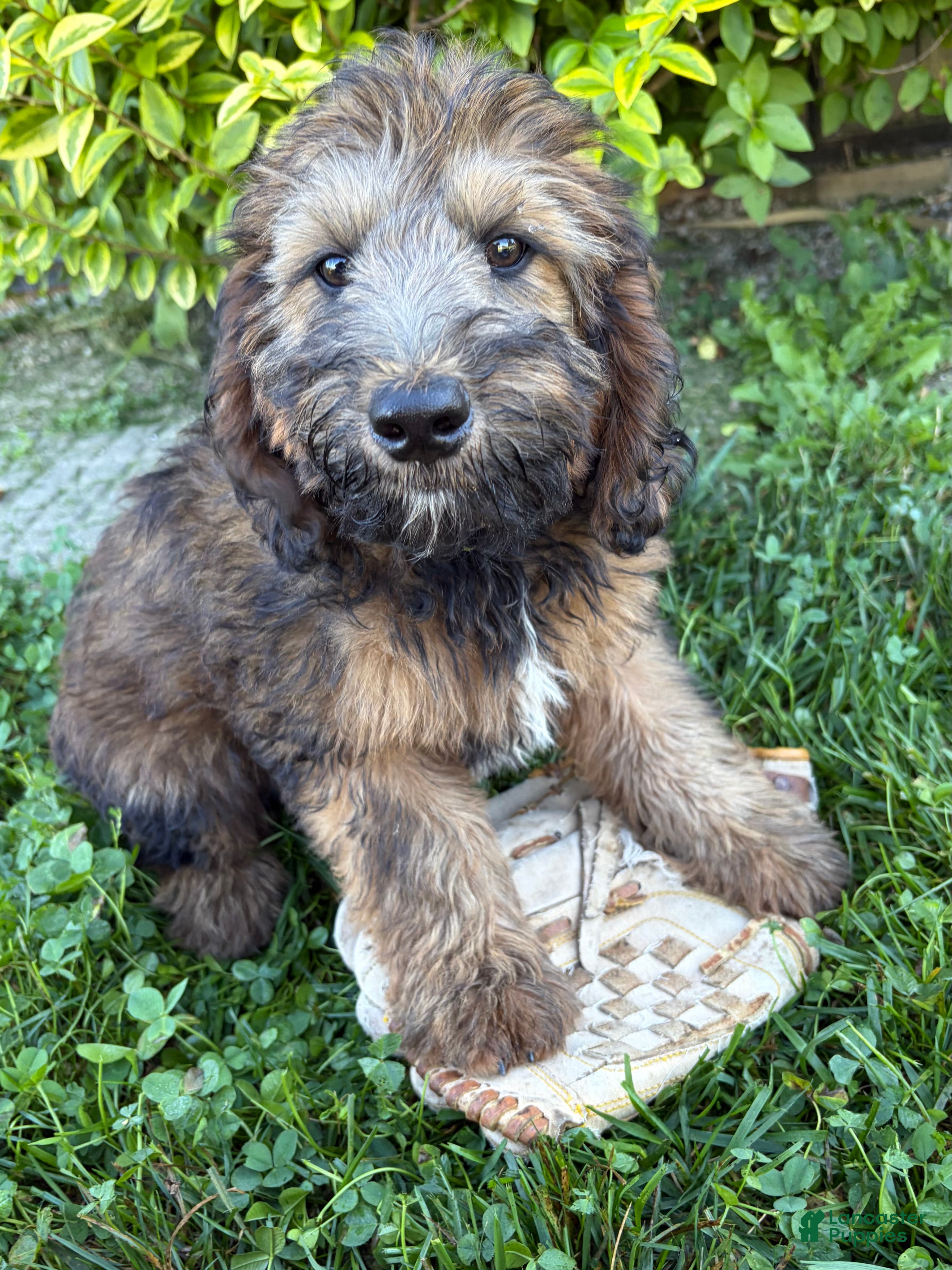 Whoodle dogs Harvey - Ad 2