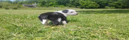 Mixed Breed dogs for sale: Mixed Breed Puppy 6 - Ad 6