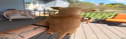 Chihuahua dogs for sale: Gordi  - Ad 5