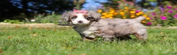 Mini Bernedoodle dogs for sale: Molly🎀 - Ad 6