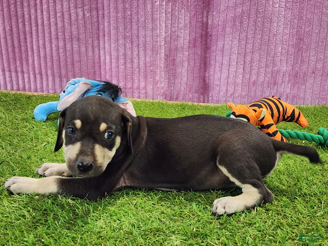 Catahoula Leopard Dog dogs for sale: Tess 2025 Female 3 - Ad 5