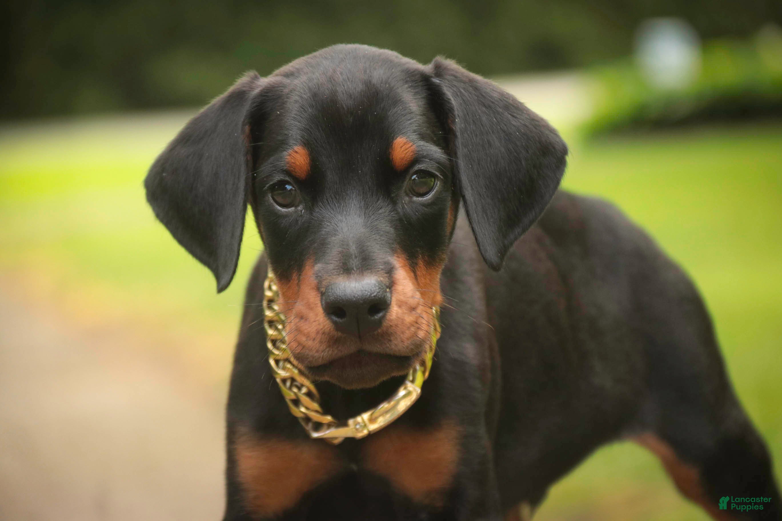 Doberman Pinscher dogs Leopold - Ad 1