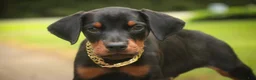 Doberman Pinscher dogs for sale: Leopold - Ad 3