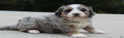Mini Bernedoodle dogs for sale: Lillie  - Ad 4