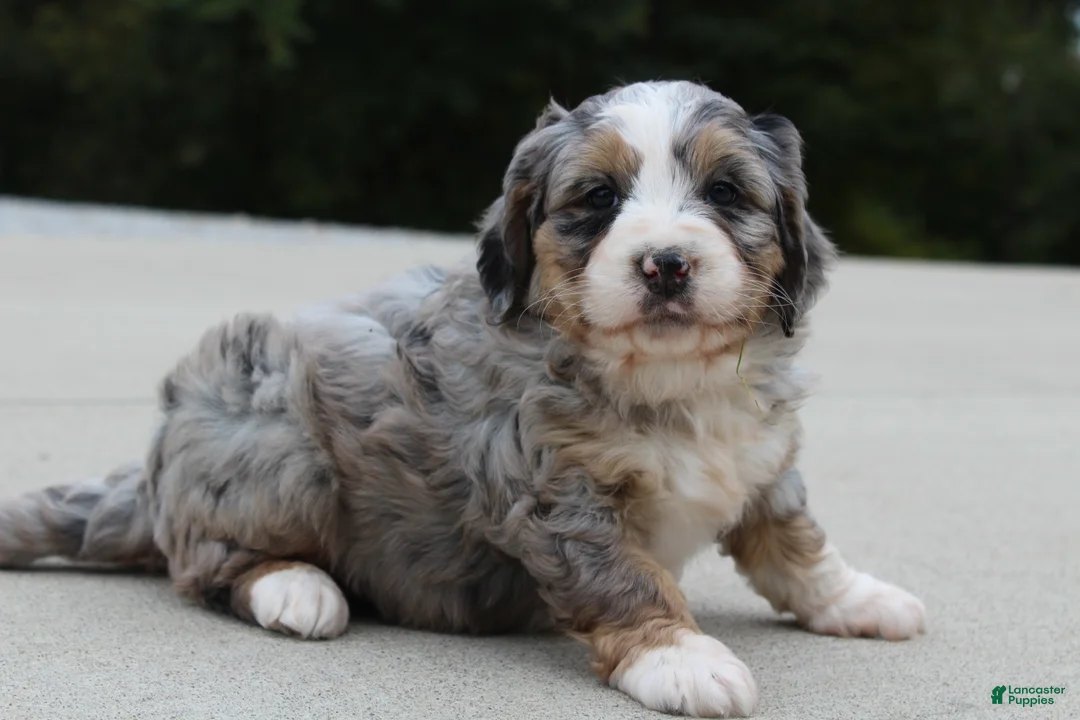 Mini Bernedoodle dogs for sale: Lillie  - Ad 4