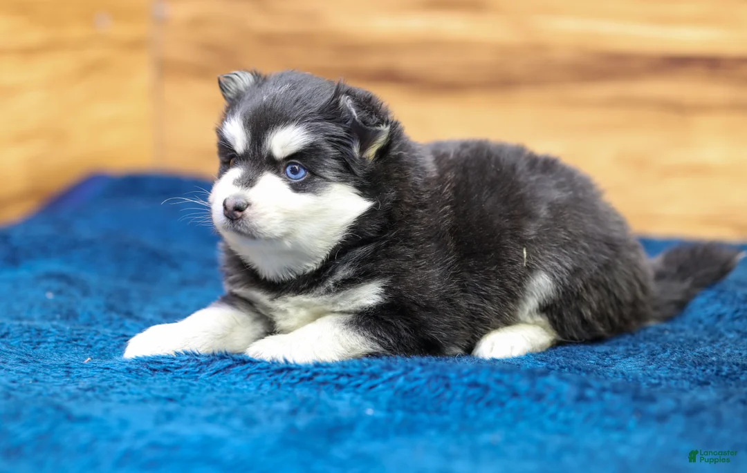 Pomsky dogs for sale: Puck - Ad 6