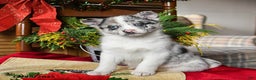 Pomsky dogs for sale: Moxie - Ad 1