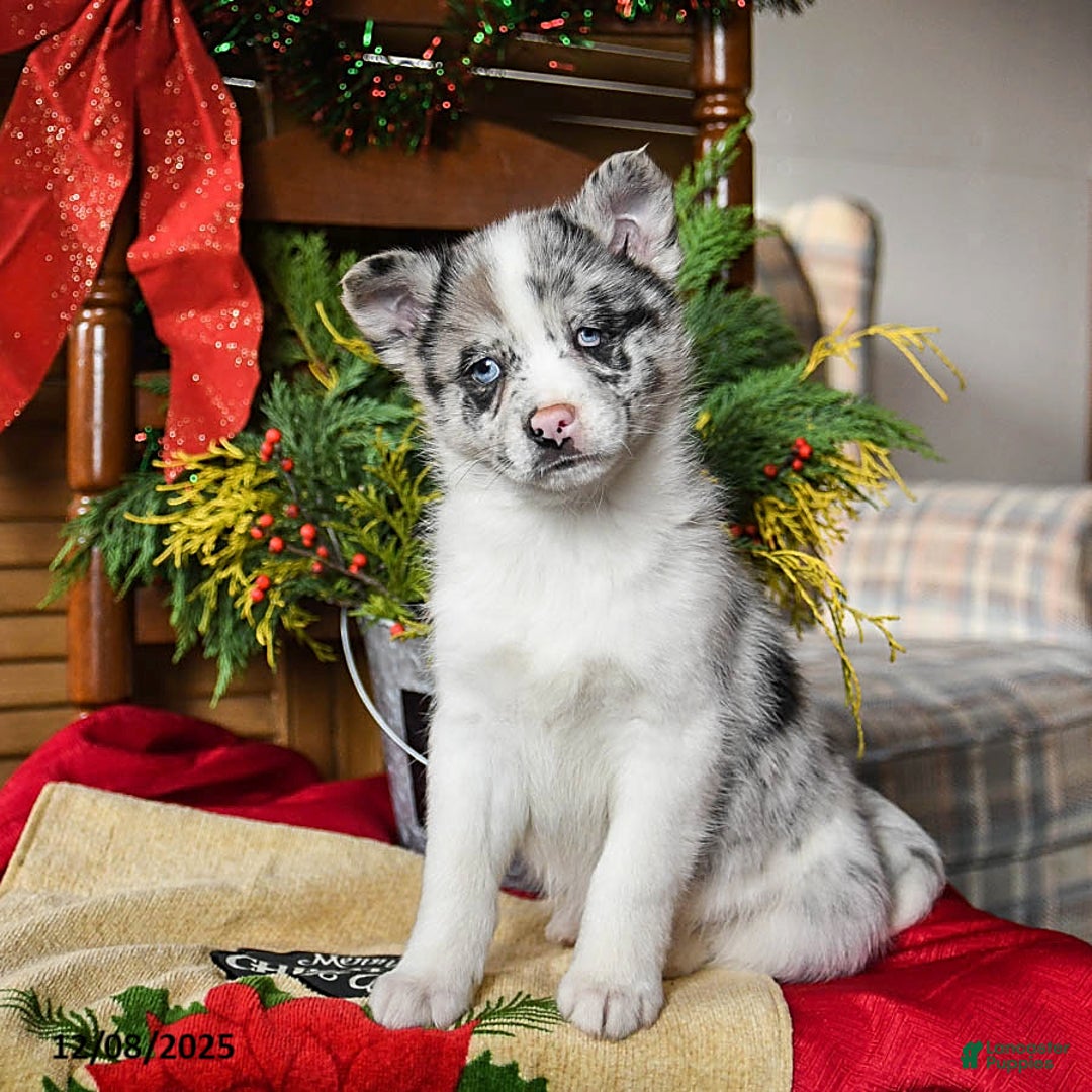 Pomsky dogs for sale: Moxie - Ad 1